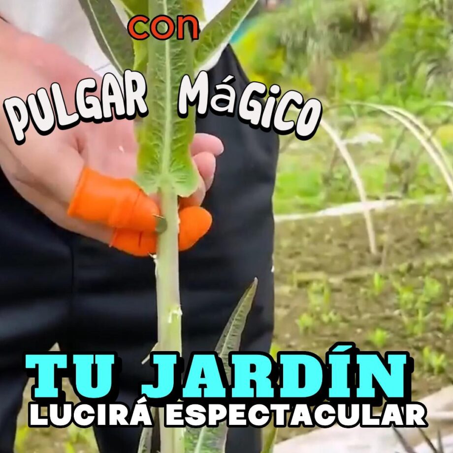 pulgar mágico para cosecha